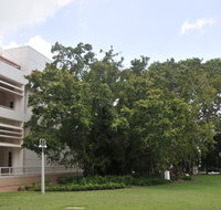 State Square Banyan Tree - Tourism Canberra