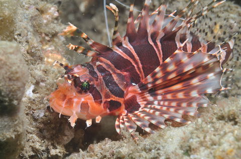 The Seaway Dive Site - Tourism Canberra 0