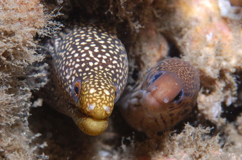 The Seaway Dive Site - Tourism Canberra 1