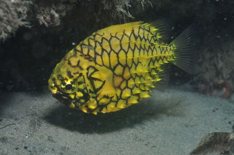 The Seaway Dive Site - Tourism Canberra 2
