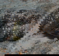 The Wrecks Dive Site at Moreton Island - Tourism Canberra
