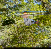 TreeTop Crazy Rider - Tourism Canberra