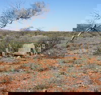 Winnecke Goldfield Cemetery - Tourism Canberra