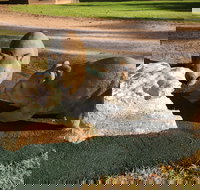 Wombat Statues Moonta - Tourism Canberra