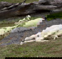 Yarra Valley Nocturnal Zoo - Tourism Canberra