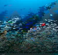 Aarhus Dive Site - Tourism Canberra