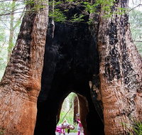 Ancient Empire Walk Valley of the Giants - Tourism Canberra