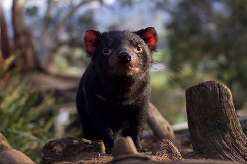 Bonorong Wildlife Sanctuary - Tourism Canberra 0