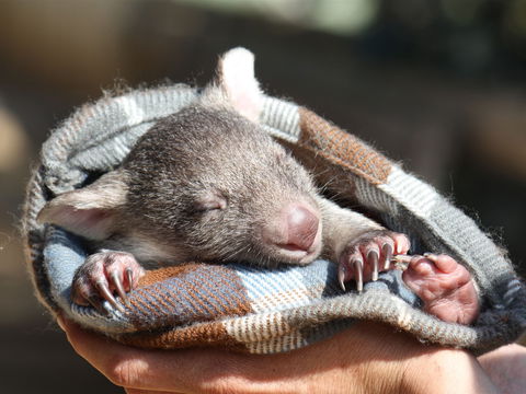 Bonorong Wildlife Sanctuary - Tourism Canberra 2