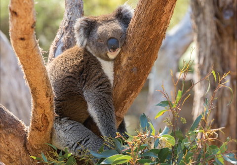 Cleland Wildlife Park - Tourism Canberra 0