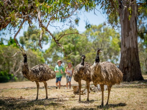 Cleland Wildlife Park - Tourism Canberra 2