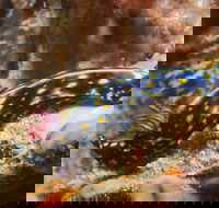 Cochrane Artificial Reef Dive Site - Tourism Canberra