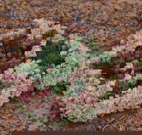 Coorow Wreath Flowers - Tourism Canberra