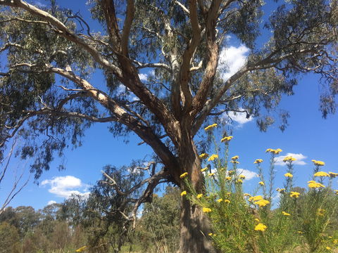 Euroa Arboretum - Tourism Canberra 0