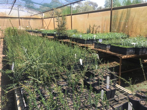 Euroa Arboretum - Tourism Canberra 1