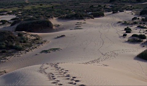 Foreshore Walk, Mungo National Park - Tourism Canberra 0