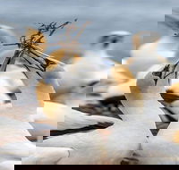 Gannets in Portland - Tourism Canberra