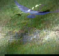 Germein Reserve - Tourism Canberra