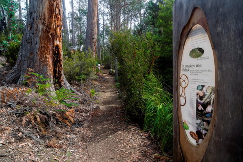 Lake St Clair (Cradle Mountain  - Lake St Clair National Park) - Tourism Canberra 2