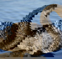 Lake Monger - Tourism Canberra