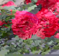 Lismore Community Gardens - Tourism Canberra