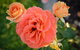 Mornington Botanical Rose Gardens - thumb 1