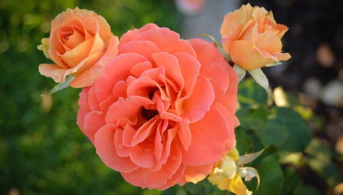 Mornington Botanical Rose Gardens - Tourism Canberra 1
