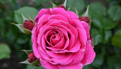 Mornington Botanical Rose Gardens - Tourism Canberra 2