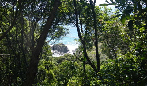 Rainforest Walking Track, Hat Head National Park - Tourism Canberra 0