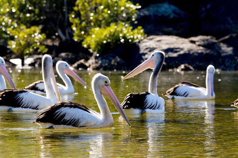 Snorkel Hat Head Creek - Tourism Canberra 2