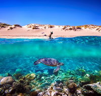 Snorkel the Ningaloo Reef - Tourism Canberra