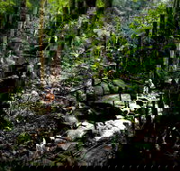 Strickland State Forest - Tourism Canberra
