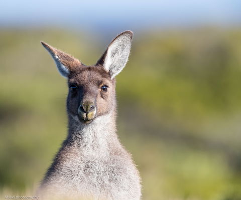 The Sole Walk At Hillocks Drive - Tourism Canberra 1