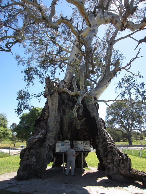 The Herbig Family Tree - Tourism Canberra 0