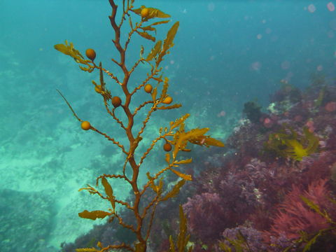Twelve Apostles Marine National Park - Tourism Canberra 2