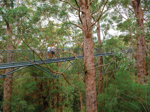 Valley Of The Giants Tree Top Walk - Tourism Canberra 1