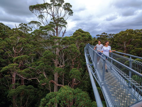 Valley Of The Giants Tree Top Walk - Tourism Canberra 2