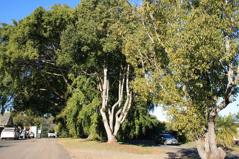 Anzac Avenue Memorial Trees, Beerburrum - Tourism Canberra 0