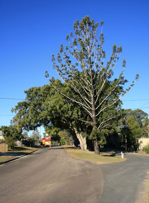 Anzac Avenue Memorial Trees, Beerburrum - Tourism Canberra 1