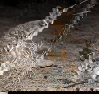 Bald Hill Walk - Cape Gantheaume Conservation Park - Tourism Canberra