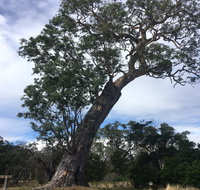 Bilston's Tree - Tourism Canberra