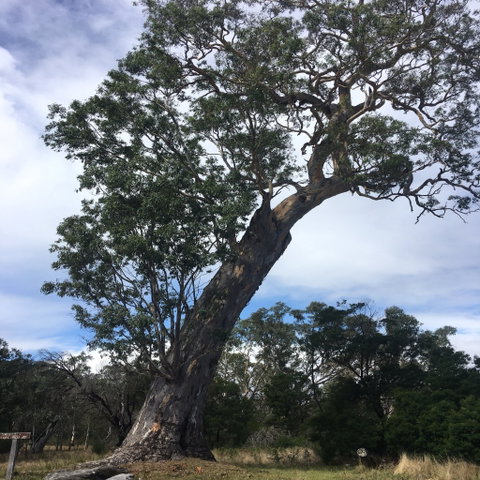 Bilston's Tree - Tourism Canberra 0