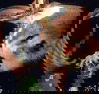 Carrowong Fauna Sanctuary - Tourism Canberra