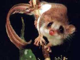 Carrowong Fauna Sanctuary - Tourism Canberra 0