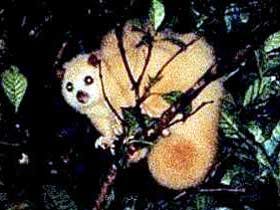 Carrowong Fauna Sanctuary - Tourism Canberra 1