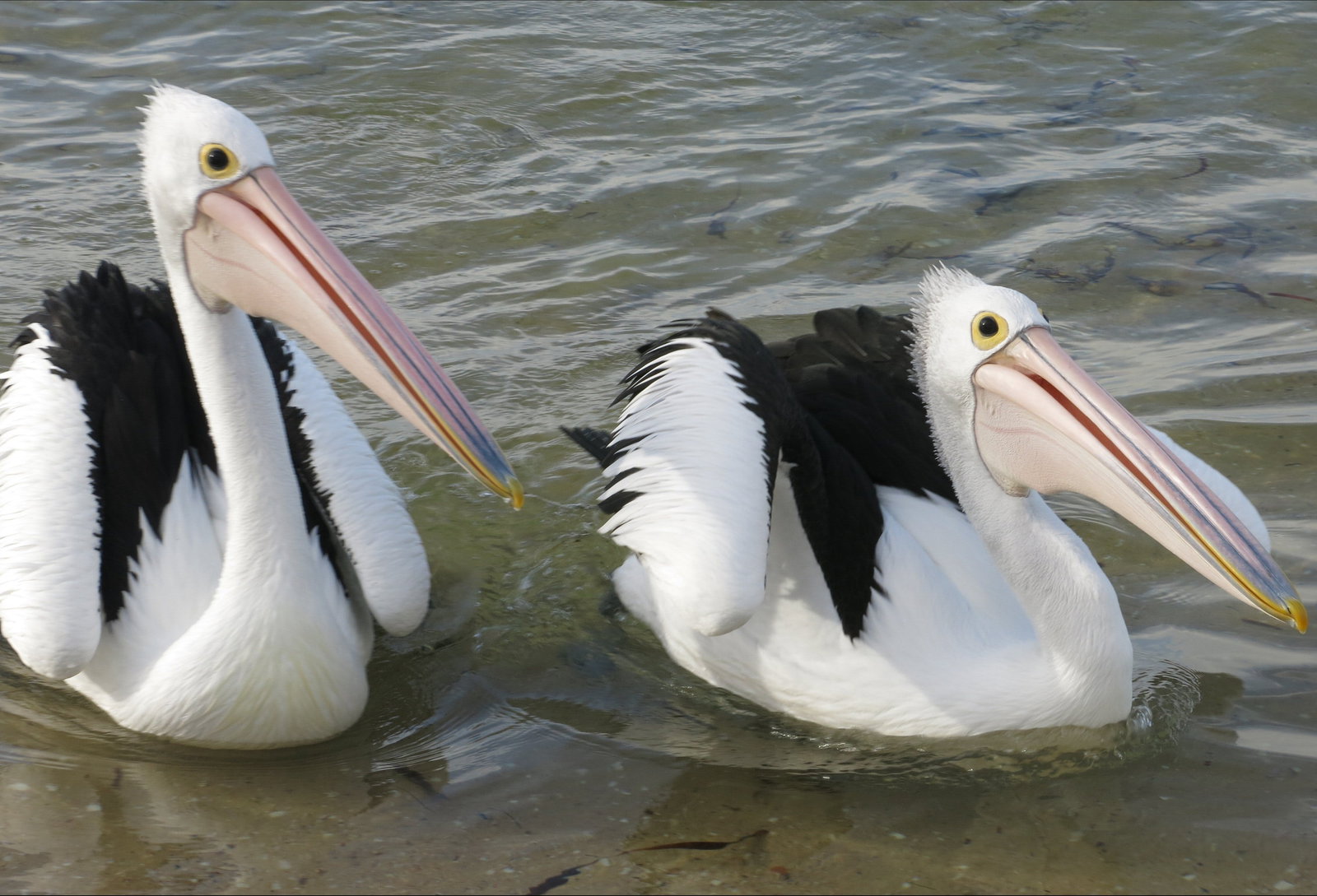 Chinaman Wells SA Tourism Canberra
