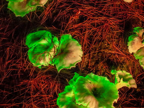 Ghost Mushroom Lane - Tourism Canberra 0