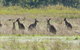 Kosciuszko National Park - thumb 2