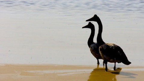 Mamukala Wetlands And Bird Hide - Tourism Canberra 1