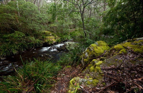 Mongarlowe River Picnic Area - Tourism Canberra 0